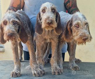 Cuccioli di spinone italiano disponibili