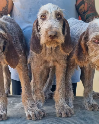 Cuccioli di spinone italiano disponibili