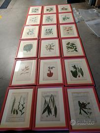 Erbario in calcografia