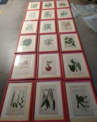 Erbario in calcografia