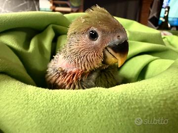 Inseparabile allevato a mano