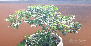 Pre Bonsai Olmo 