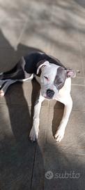 Amstaff femmina