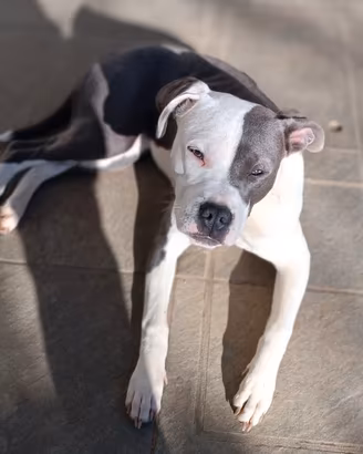 Amstaff femmina