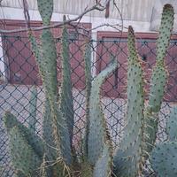 opuntie per giardino roccioso