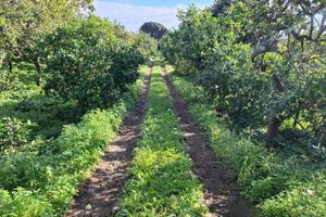 Rif.PS102B| terreno agricolo acireale