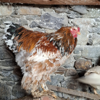 Gallo brahma colorazione millefiori