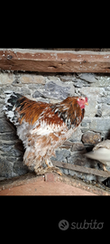 Gallo brahma colorazione millefiori