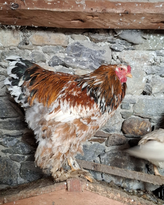 Gallo brahma colorazione millefiori