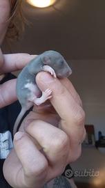 Cuccioli di ratto domestico