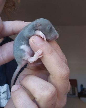 Cuccioli di ratto domestico