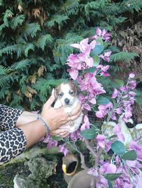 Cuccioli di Jack russell