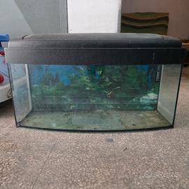 Acquario 