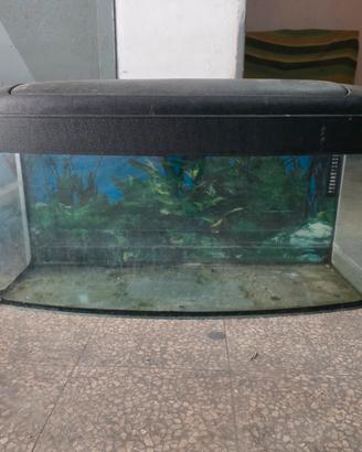 Acquario 