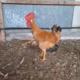Galline