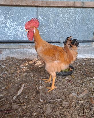 Galline