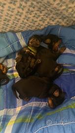 Barboncini /Pinscher cuccioli maschi