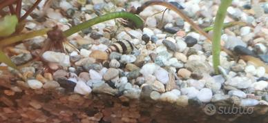 Lumaca Helena Killer