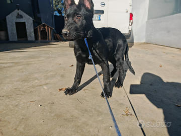 Pastore tedesco grigione