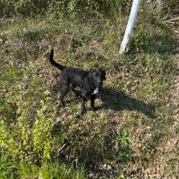 Cani da tartufo