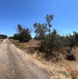 Terreno agricolo da mezzo ettaro con alberi ulivi