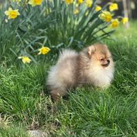Cucciolo di Spitz nano Pomerania