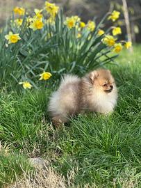 Cucciolo di Spitz nano Pomerania