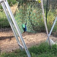 Pavone Maschio - 3 anni