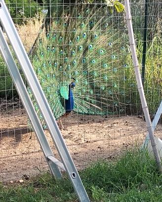 Pavone Maschio - 3 anni