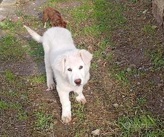 Pastore maremmano abruzzese