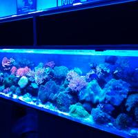 Manutenzione Acquario dolce e marino