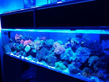 Manutenzione Acquario dolce e marino