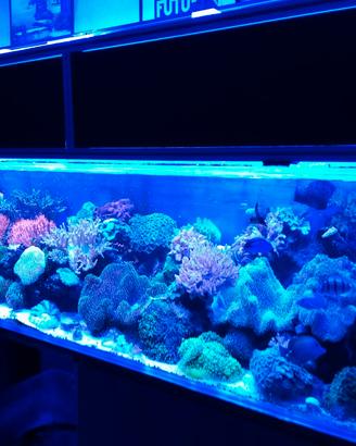 Manutenzione Acquario dolce e marino