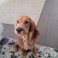 Cucciola di cocker spaniel che ha 4 mesi