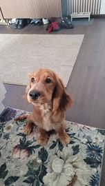 Cucciola di cocker spaniel che ha 4 mesi