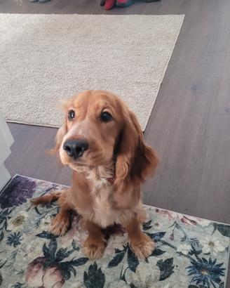 Cucciola di cocker spaniel che ha 4 mesi