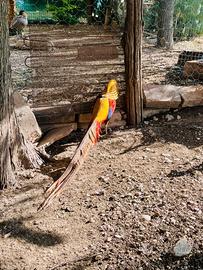 Fagiano dorato maschio