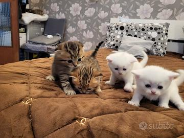 Brithis scothis fold