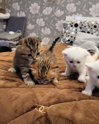 Brithis scothis fold