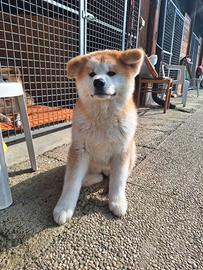 Cucciolo akita fulvo