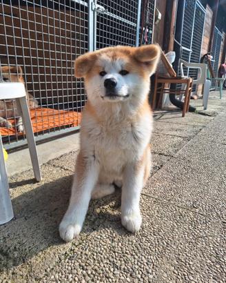 Cucciolo akita fulvo