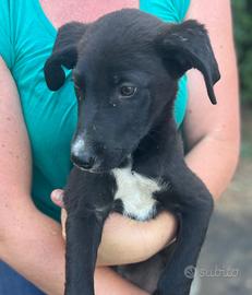 Cuccioli meticci di 3 mesi