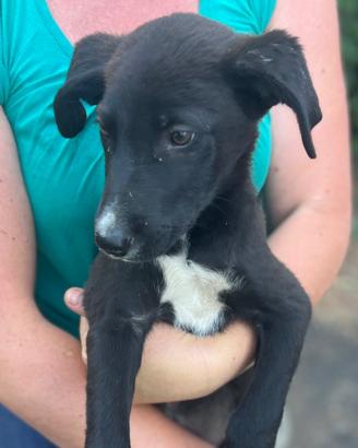 Cuccioli meticci di 3 mesi