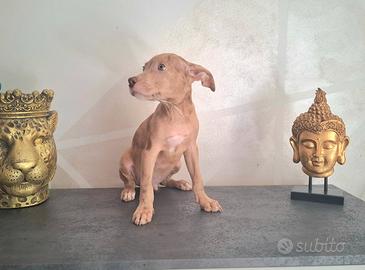 Cuccioli Pitbull