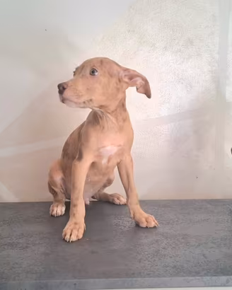 Cuccioli Pitbull