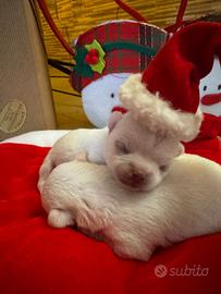 Cuccioli di chihuahua