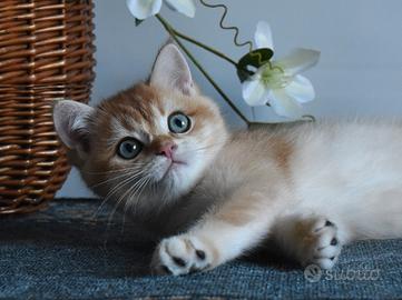 Maschio British Golden chinchilla