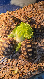 Tartarughe sulcata