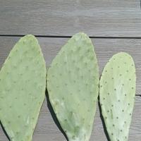 Pale fico d'india