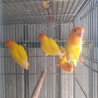 Pappagalli inseparabili